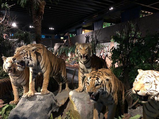 Natuurhistorisch museum van Genève